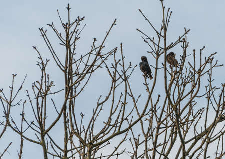 A couple of preening starlings sitting in a tree.の写真素材