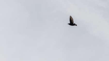 A starling in flight against a grey background.の写真素材