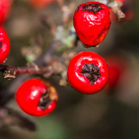 A macro shot of some red cotoneaster berries.