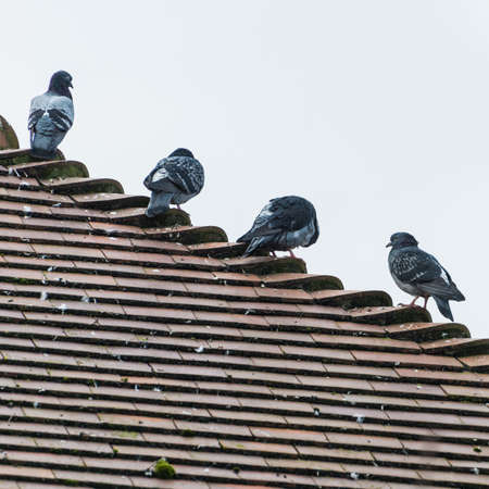 A shot of some pigeons sitting on top of a house.の写真素材