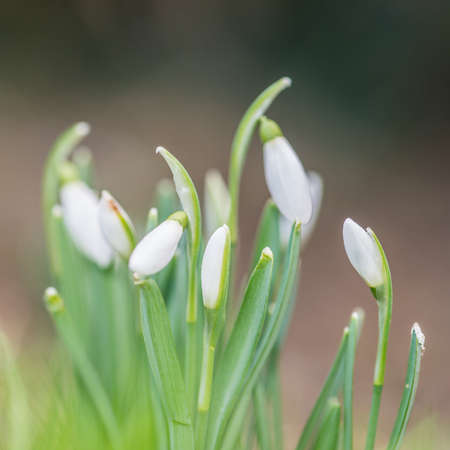 A macro shot of some new snowdrop blooms shot with shallow depth of field for artistic reasons.