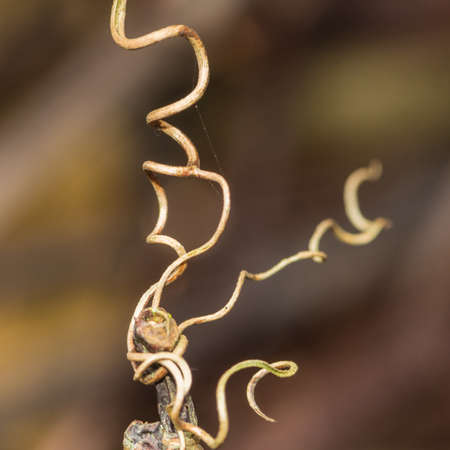 A macro shot of the twisting tendril of a virginia creeper bush.の写真素材