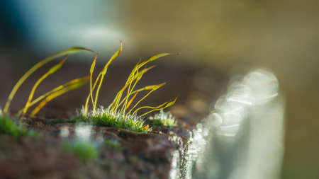 A macro shot of some tiny moss leaves growing on a brick.の写真素材