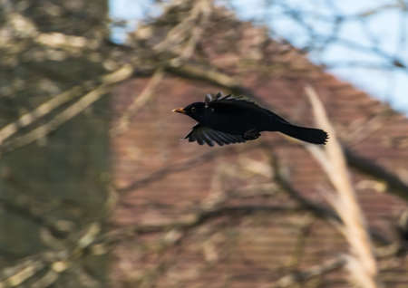 A shot of a blackbird flying between trees.の写真素材