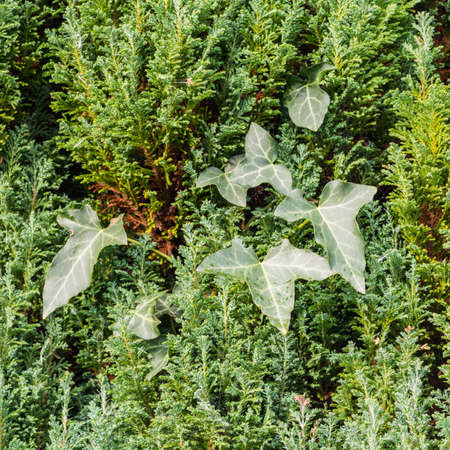 Ivy leaves climb through a fir tree,の写真素材