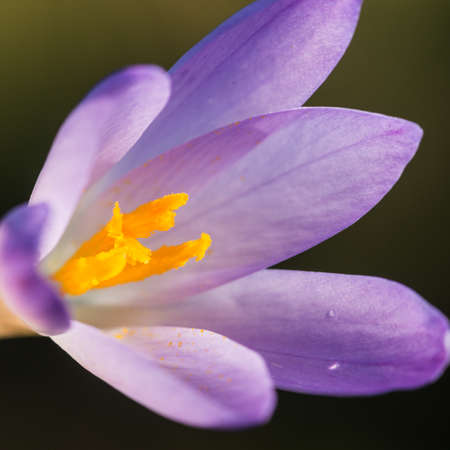 A macro shot of a purple crocus.の写真素材