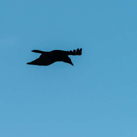 A shot of a crow flying through a blue sky.の写真素材