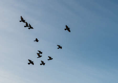 A flock of feral pigeons.の写真素材
