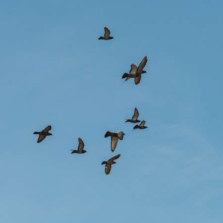 A flock of feral pigeons.の写真素材