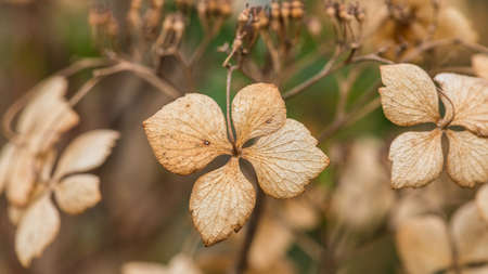 A macro shot of the decaying bracts of a hydrangea bush.の写真素材