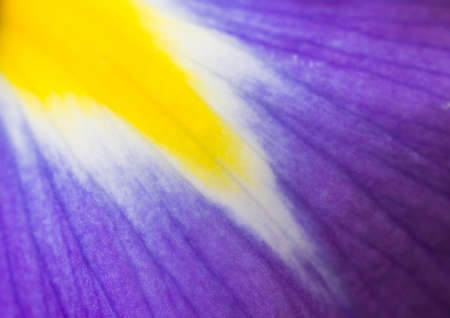 An abstract macro shot of an iris petal.の写真素材