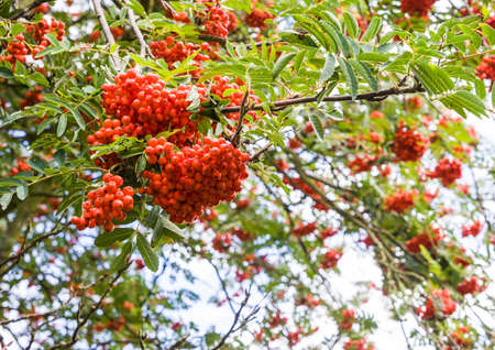 A macro shot of some rowan tree berries.の写真素材