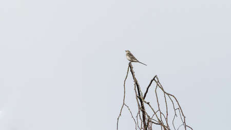 A shot of a pied wagtail sitting in a tree.