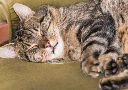 A close-up shot of a sleeping tabby cat.