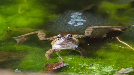 A frog sits guarding some frogspawn in a garden pond.