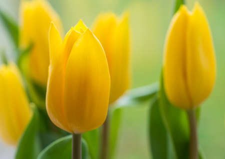 A macro shot of some yellow tulip blooms.の写真素材