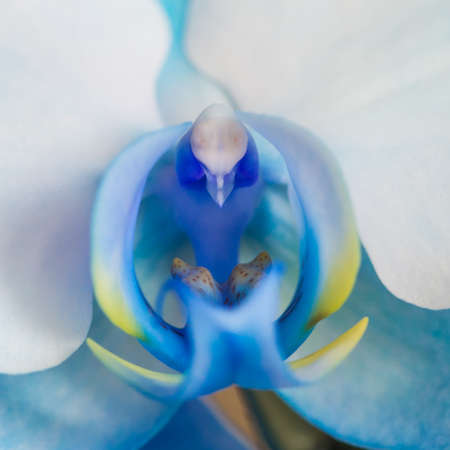 A macro shot of an orchid that has been dyed blue.の写真素材