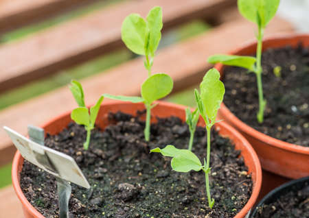 A macro shot of some sweet pea seedlings.の写真素材