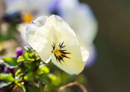 A macro shot of a small viola bloom.の写真素材