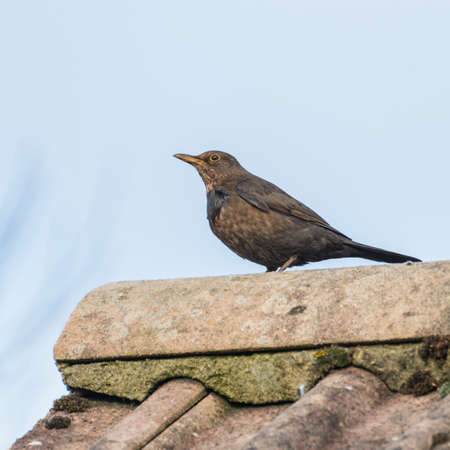 A shot of a blackbird sitting on a rooftop.の写真素材