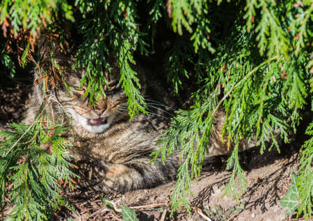 A tabby cat hides underneath a fir tree.の写真素材