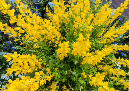 A close-up shot of the yellow blooms of a genista maderensis bush.の写真素材