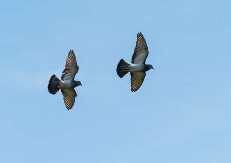 A pair of pigeons fly across a blue sky.の写真素材