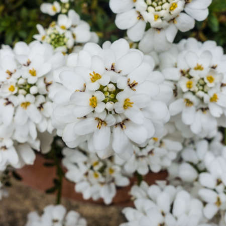 A macro shot of an iberis bloom.の写真素材