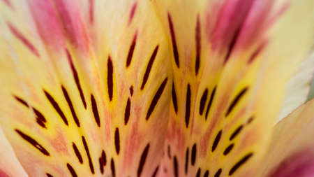 An abstract floral macro of a Peruvian lily.の写真素材