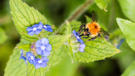 A macro shot of a ginger coloured bumblebee feeding on some green alkanet blooms.の写真素材