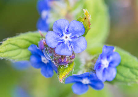 A macro shot of some green alkanet blooms.の写真素材