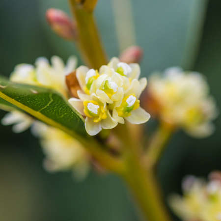 A macro shot of some bay tree blossom.の写真素材
