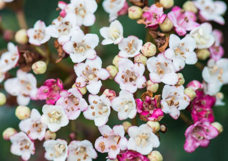 A macro shot looking down on some viburnum bush blossom.の写真素材