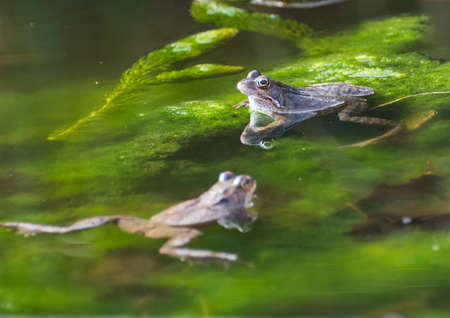 A shot of two frogs in a garden pond.