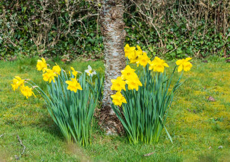A shot of some daffodils around the base of a tree trunk.の写真素材