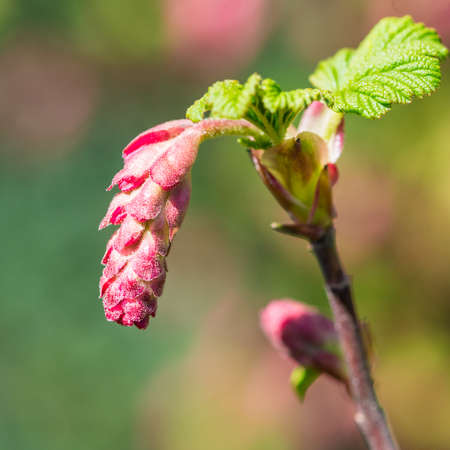 A macro shot of a flowering currant flower bud.の写真素材