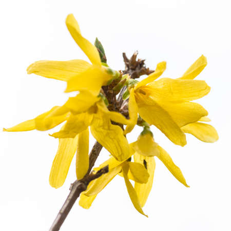 A macro shot of some yellow forsythia bush blooms.の写真素材