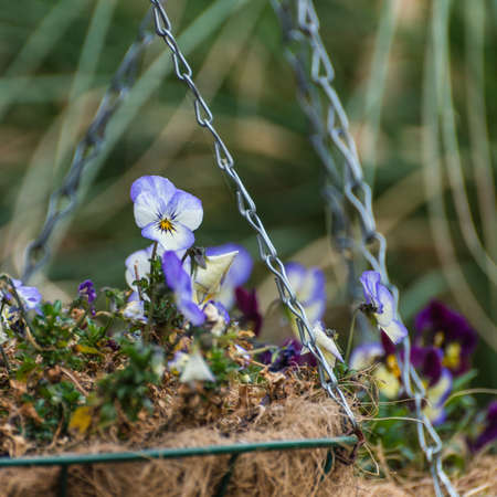 A shot of a viola standing out in a springtime hanging basket display.の写真素材