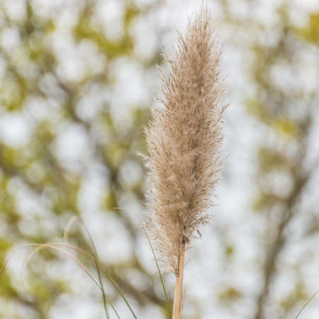 A shot of a pampas grass seed head.の写真素材