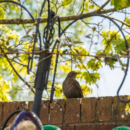 A blackbird sits on a wall looking over at a bird feeding station.