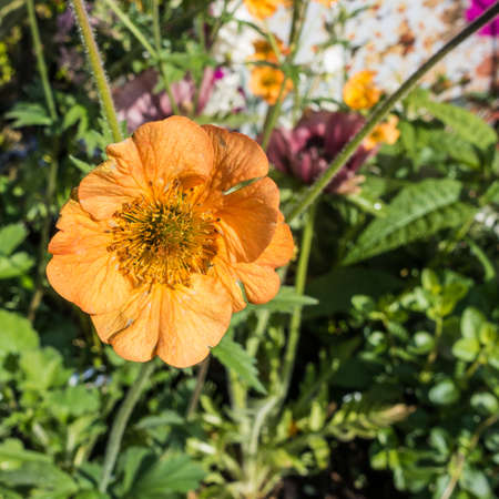 A macro shot of an orange geum bloom.の写真素材
