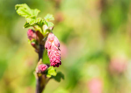 A macro shot of a flowering currant flower bud.