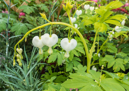 A macro shot of some white bleeding heart blooms.の写真素材