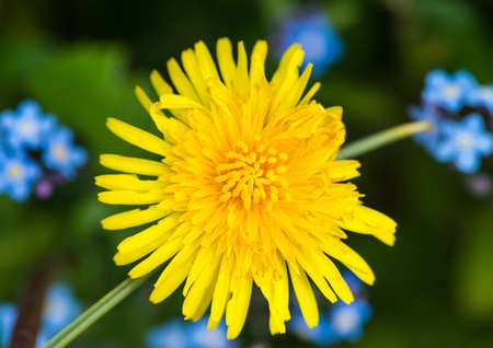 A macro shot of a dandelion bloom with forget me nots in the background.の写真素材