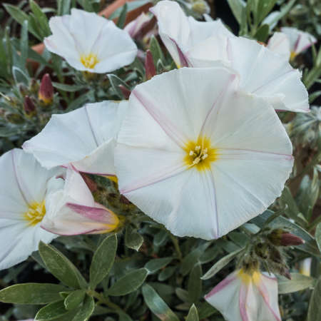A macro shot of some white convolvulus flowers.
