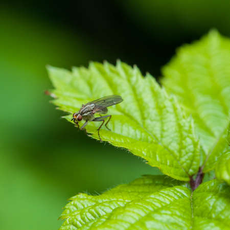 A macro shot of a fly looking over the edge of a leaf.