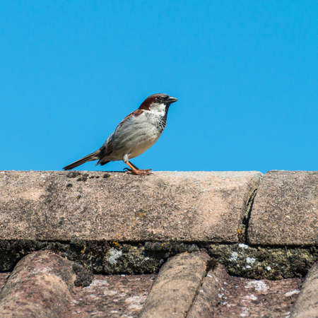 A shot of a house sparrow standing on a rooftop.の写真素材