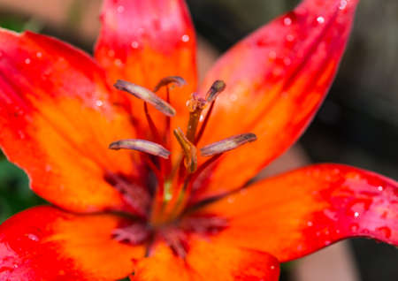 A macro shot of an orange and red coloured asiatic lily bloom.の写真素材