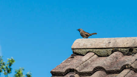A shot of a dunnock standing on a rooftop.の写真素材
