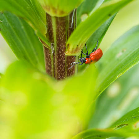 A macro shot of a scarlet lily beetle hiding amongst the lily leaves.の写真素材